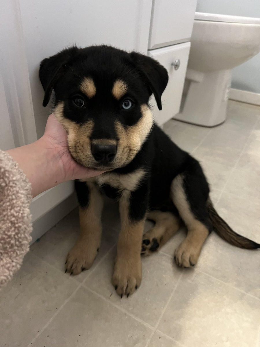 faeriegodmommy's tweet photo. #rottsky #rottskydog #rottskypuppy https://t.co/WOQb2nkDCP