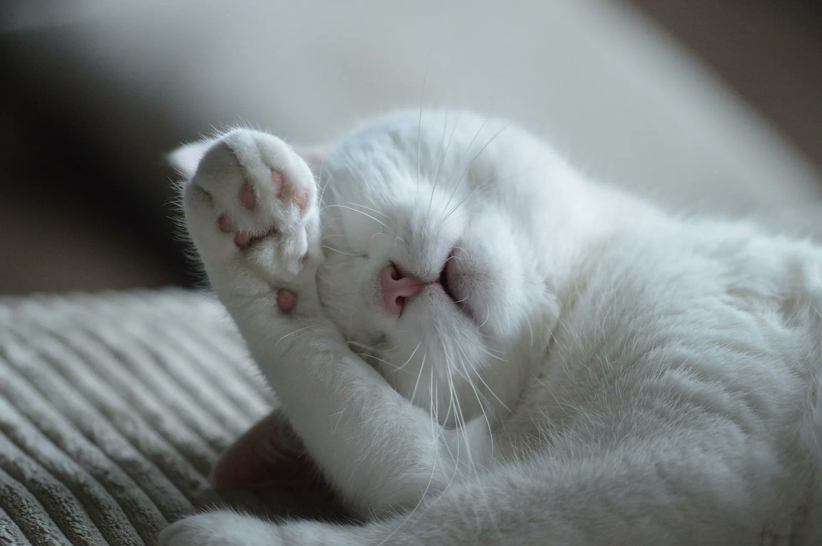 LNWH_wellbeing's tweet photo. Happy #WorldSleepDay 💤 @_WorldSleep 

Did you know that @Keepingwellnwl have a range of self-help resources that can help you with managing your sleep? 🛏️ 

Visit their website to find out more:
https://t.co/B9QRGGb0v4 https://t.co/yqqsNGqkUZ
