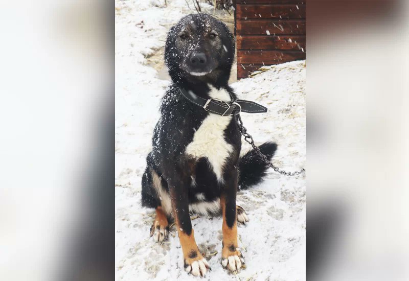 ntrtv's tweet image. Моня-защитница.
Моне примерно три года. В приют она попала с улицы, где её и других собак подкармливала Оксана Калашникова.

👉 ntr-24.ru/105347-monja-z…

#ЗабериМеняДомой