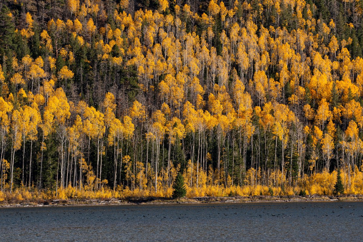 TheTreeCouncil's tweet photo. The largest organism on earth!

Pando, a grove of quaking aspen trees in Utah, is thought to be the planet's biggest and oldest living organisms. Its 40,000 trees are genetically identical and connected by a single root system, covering 106 acres.

#FactFriday https://t.co/ryPtcCXeJ1