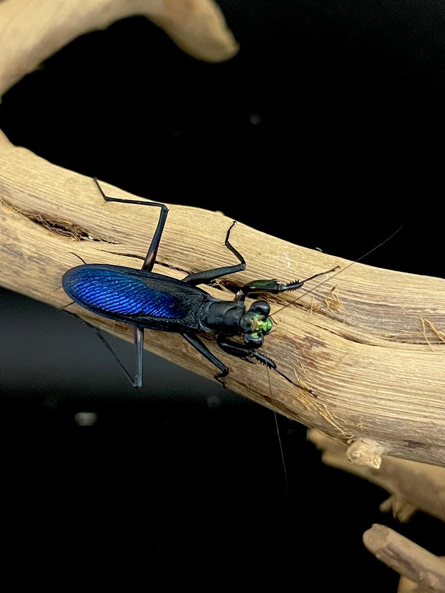 B品標本】モモアカケンランカマキリ スパイダーマンティスレッドローチ
