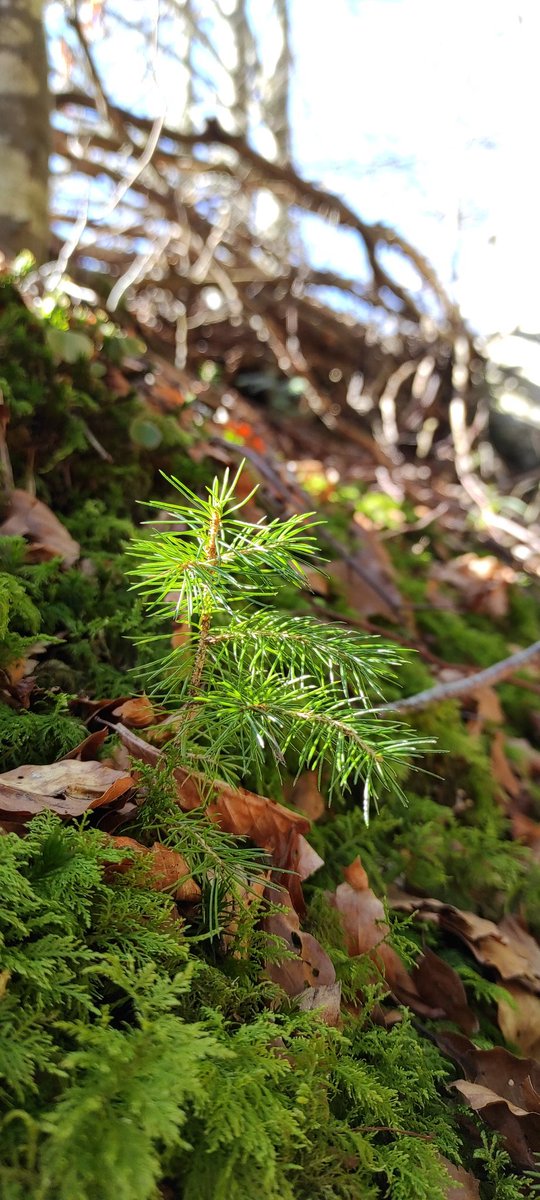 A new generation..for a better future 🌲 I hope this litlle one will grow big and provide shelter for many animals🐦🐿️☺️
#forbetterfuture #youngforest #forestlife #nature #natureprotection #earth #tree #seedling #🌲 #forest