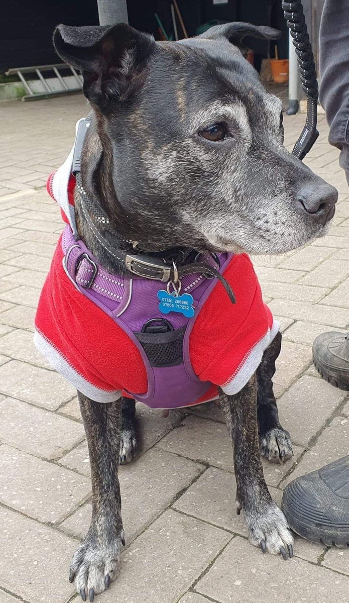 FOSTERFIRST1's tweet image. #FF @APDAWG1 @IncredibleKratu @PamAyres @NickTaylorLLB @Protect_Wldlife @CAM4animals @AnimalAid @norfolk_abuse @GreyhoundRFife @Phoenixfbrescue @Dogs4Rescue @CBTHunting @catsfromulthar @CatsProtection @lasthopeanimale @HopeRescue @RobRobbEdwards @chriswilson_3 🐾💚