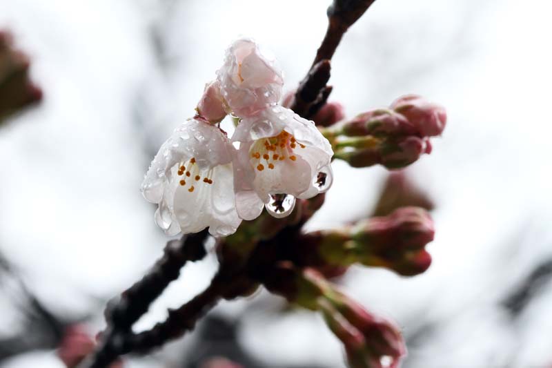 下北山村でクマノザクラと山桜が咲き始めています ソメイヨシノは数輪の花が咲いていました 来週にはかなり咲くと思います 1枚目クマノザクラ 2枚目ヤマザクラ 3と4枚目ソメイヨシノ