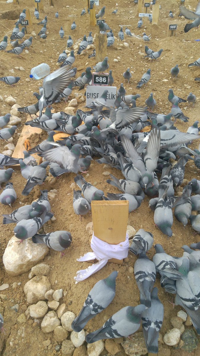 esra68500941's tweet photo. Busem bugün on gun oldu senden ayrılalı çok ozluyom kizim seni sesin kulaklarimda kaldi yavrum alibayramda çok ozluyor seni sen rahat uyu mezarinda sana yapilan bu vahset cezasiz kalmicak yavrum #buseicinadaletistiyoruz https://t.co/24OV18MeDT