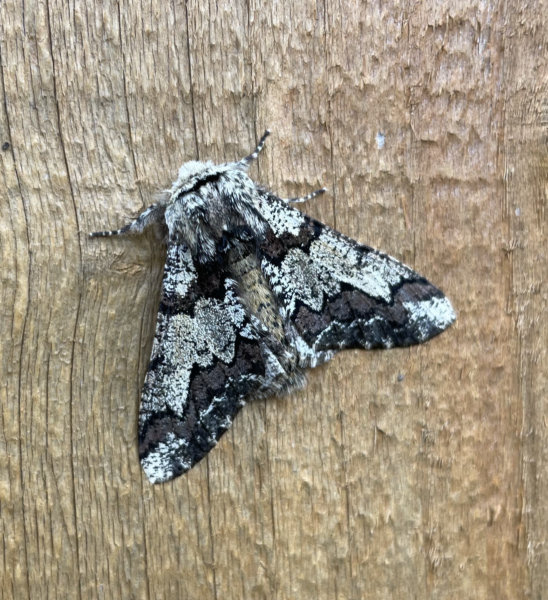 GarryNobbs's tweet photo. 14 Moths of 6 species trapped last night.  Pictured are Oak Beauty, Small Quaker and Clouded Drab.  I think the other is a Lead-coloured Drab. @MOTHIDUK https://t.co/H6KNoPJ0IZ