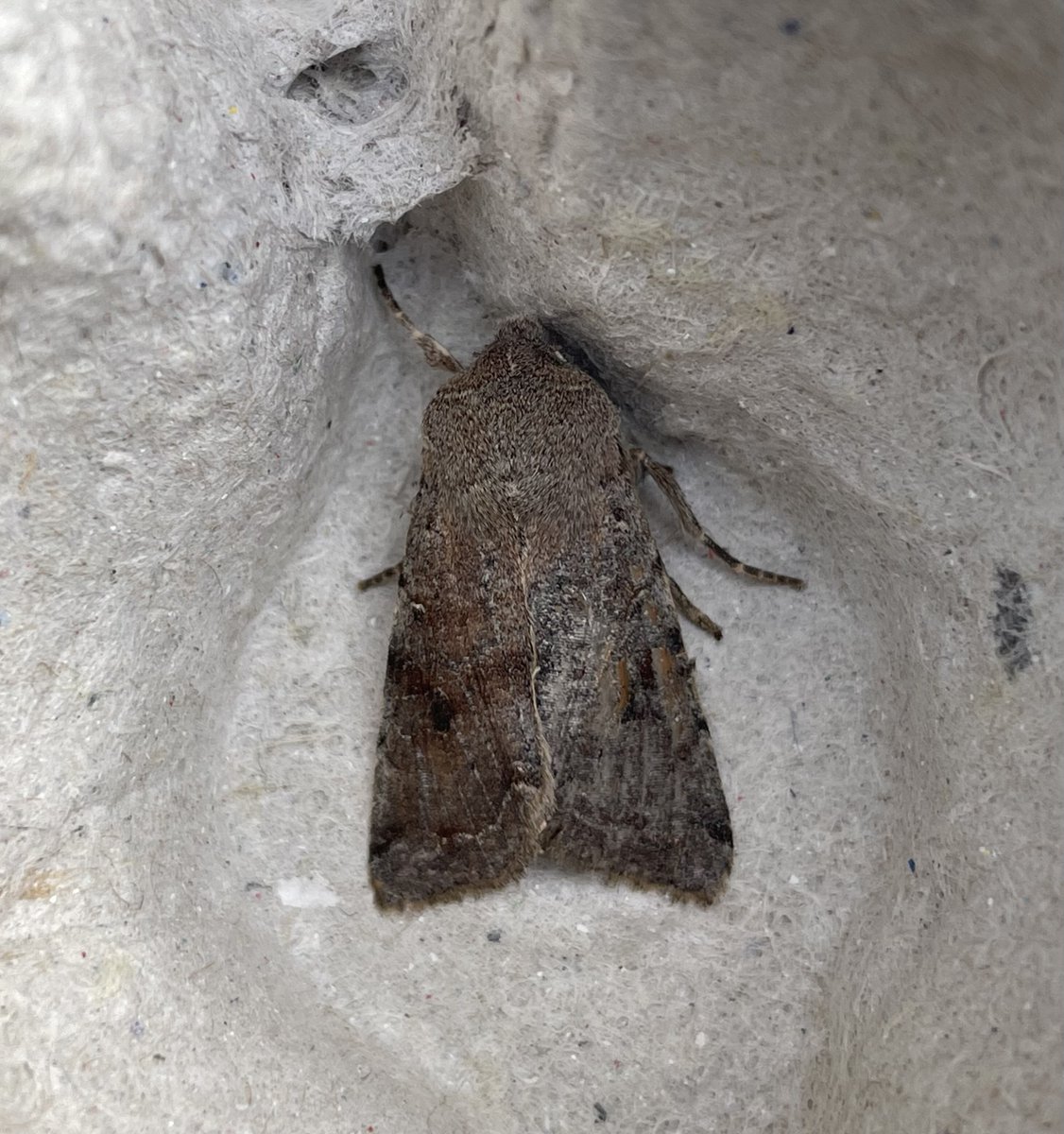 GarryNobbs's tweet photo. 14 Moths of 6 species trapped last night.  Pictured are Oak Beauty, Small Quaker and Clouded Drab.  I think the other is a Lead-coloured Drab. @MOTHIDUK https://t.co/H6KNoPJ0IZ