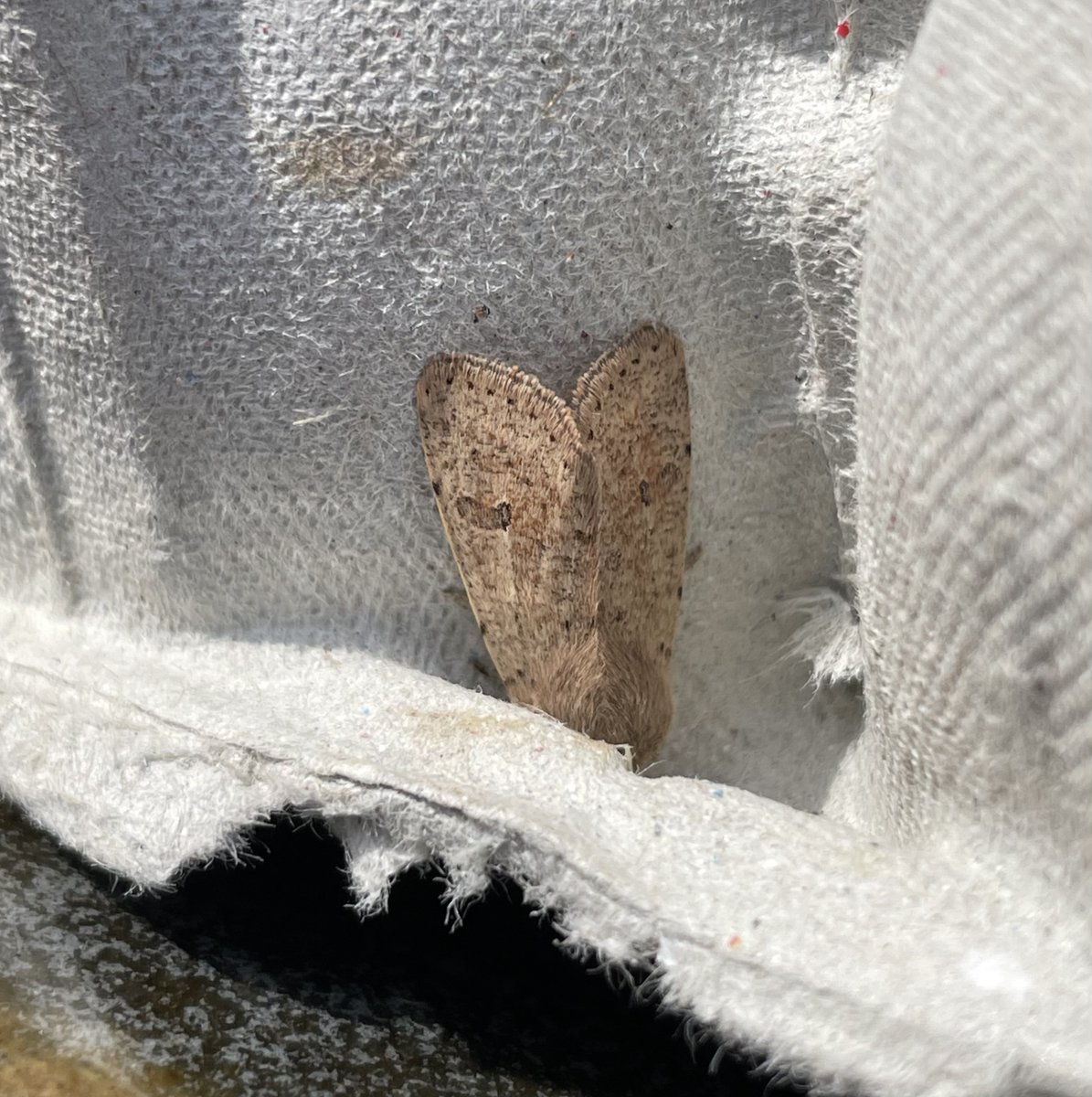 GarryNobbs's tweet photo. 14 Moths of 6 species trapped last night.  Pictured are Oak Beauty, Small Quaker and Clouded Drab.  I think the other is a Lead-coloured Drab. @MOTHIDUK https://t.co/H6KNoPJ0IZ