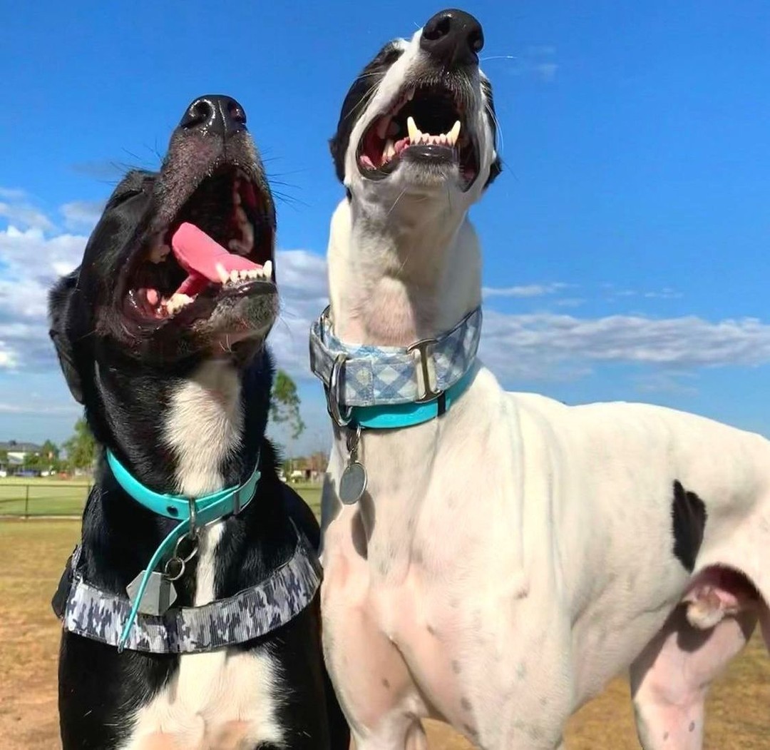 baxtapets's tweet photo. The best kind of friend has four legs and a tail. 🐶 
#dogsoftwitter https://t.co/4wOTGstSbS
