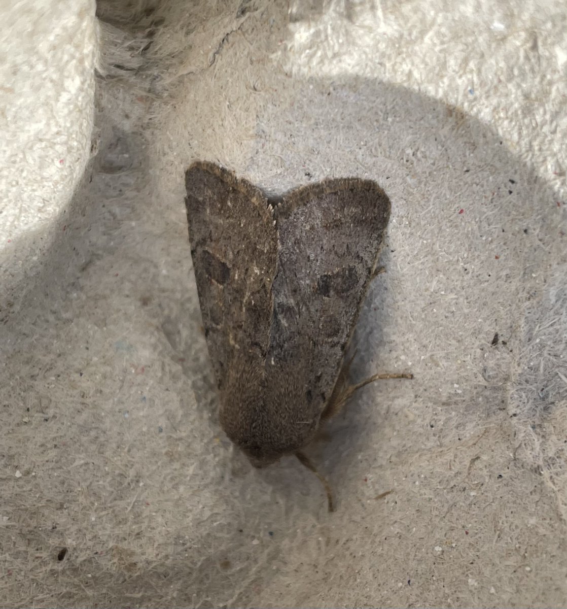 GarryNobbs's tweet photo. 14 Moths of 6 species trapped last night.  Pictured are Oak Beauty, Small Quaker and Clouded Drab.  I think the other is a Lead-coloured Drab. @MOTHIDUK https://t.co/H6KNoPJ0IZ