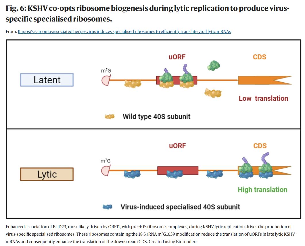 NatureComms's tweet image. Kaposi’s sarcoma-associated herpesvirus induces specialised ribosomes to efficiently translate viral lytic mRNAs

@Whitehouselab

#KSHV #virology #ribosomes

nature.com/articles/s4146…