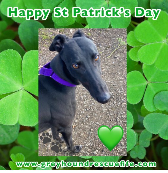 Orla & all the #Greyhounds at #GRF would like to wish everyone a Happy St Patrick’s day!                        
“Lá Fhéile Pádraig sona duit!” 
#StPatrickDay #StPatricksDay2023 #LaFheilePadraig #AdoptDontShop #HappyDay #RescueDogs 🍀🇮🇪🐾💚