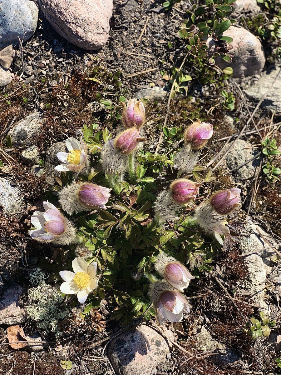 📣NEW PAPER bit.ly/40gwRmC Prescribed burning was shown to benefit populations of the threatened spring pasque flower Pulsatilla vernalis on both open heathland and forested heathland in eastern Sweden @charlottahagstr @JanderCharlotte