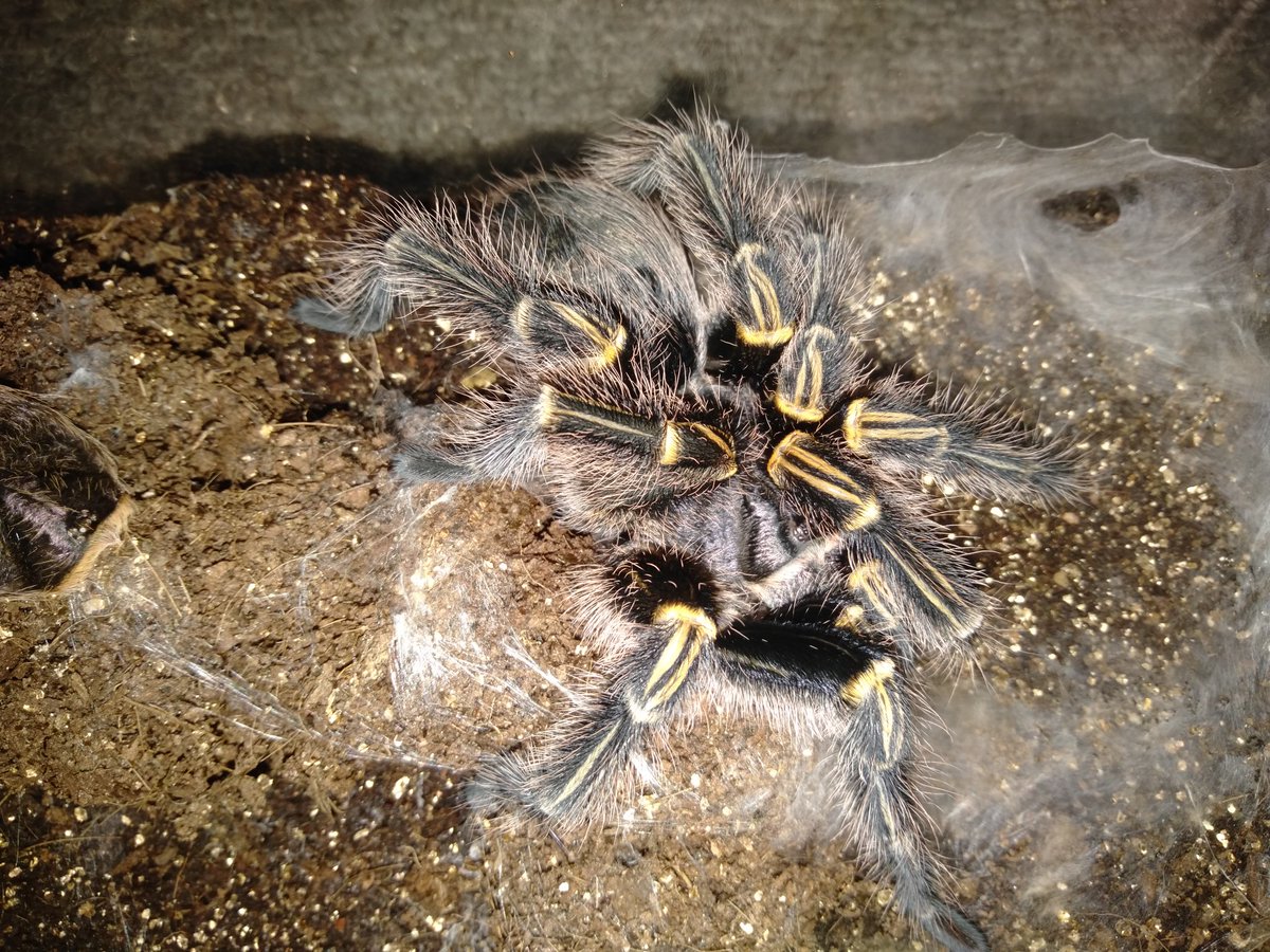 kityuu632's tweet photo. Grammostola pulchripes♂
チャコジャイ
お迎えしてからだいたい1年9ヶ月、遂に最終脱皮しました✨
いちばん最初にお迎えした子なので感慨深いです… https://t.co/Ah3aVcJHAV