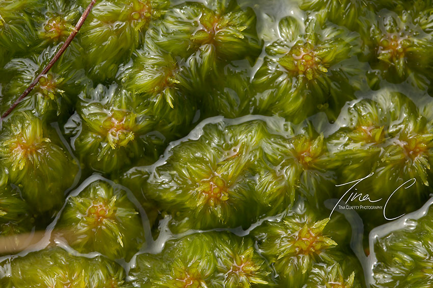 It's not shamrock but it sure is green!! Our wonderful Sphagnum cuspidatum, Feathery bog miss soaking up the rain. Happy St. Patrick's day 💚 @BlackthornEcol <a href="/CurrachBooks/">Currach Books</a> <a href="/PeatlandConserv/">PeatlandConservation</a> <a href="/peatconnections/">PeatlandConnections</a> <a href="/RewildingIre/">Rewilding Ireland</a> <a href="/EcoEye/">Earth Horizon Productions</a> <a href="/forum_wetlands/">Community Wetlands Forum</a> <a href="/noonan_malcolm/">Malcolm Noonan</a>