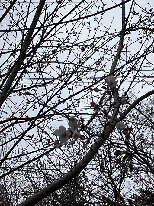 鰻重ととりわさお外ちょっとだけ桜咲いてた 