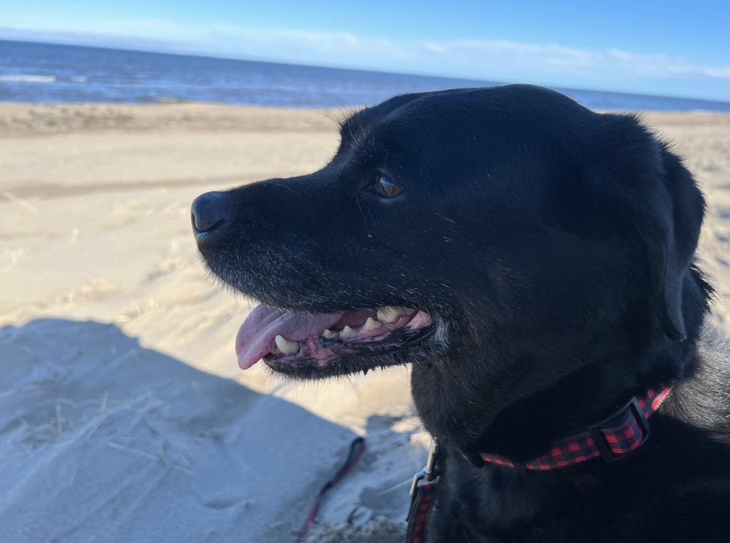 Happy 12th Birthday, Whiskey! The absolute best dog - her age is starting to show, but we made another trip around the sun! 💚 #dogs #labs #blacklab