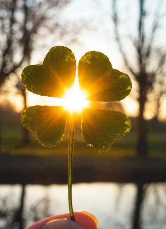 tina_baines's tweet image. A good friend is like a four leaf clover. Hard to find and lucky to have. 🍀🇮🇪
#StPatricksDay2023 
#StPatrickDay 
#stpaddysday