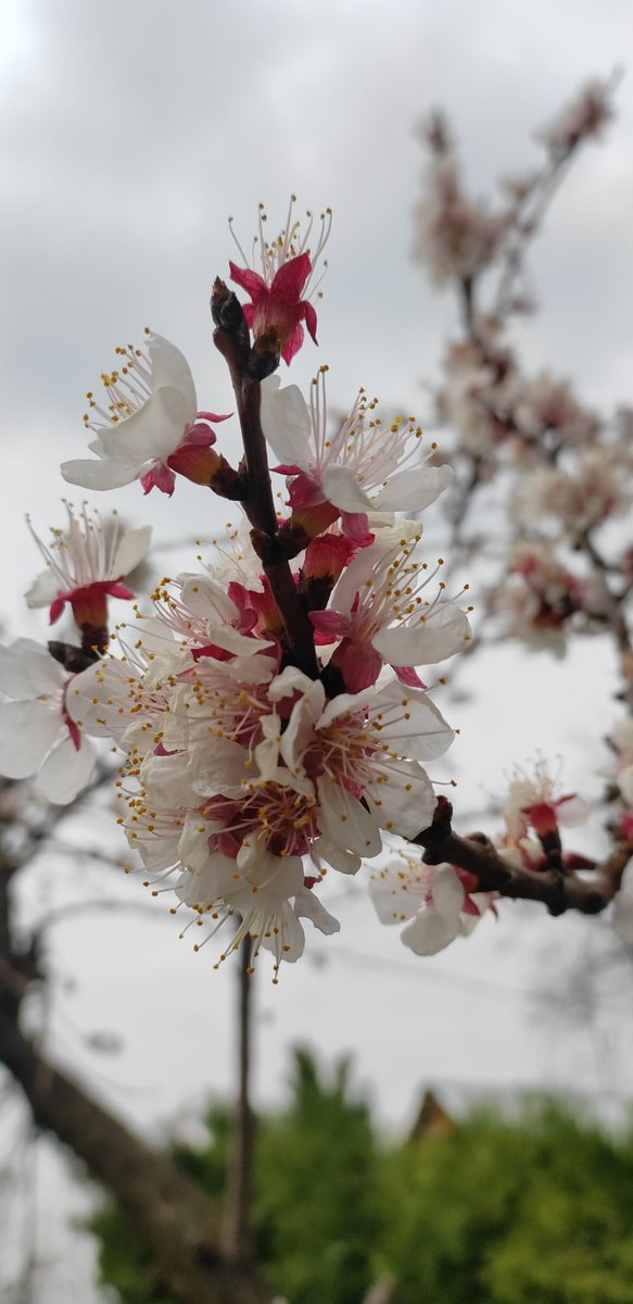 Drmunnu1's tweet photo. #spring https://t.co/sCHyIlOq1z