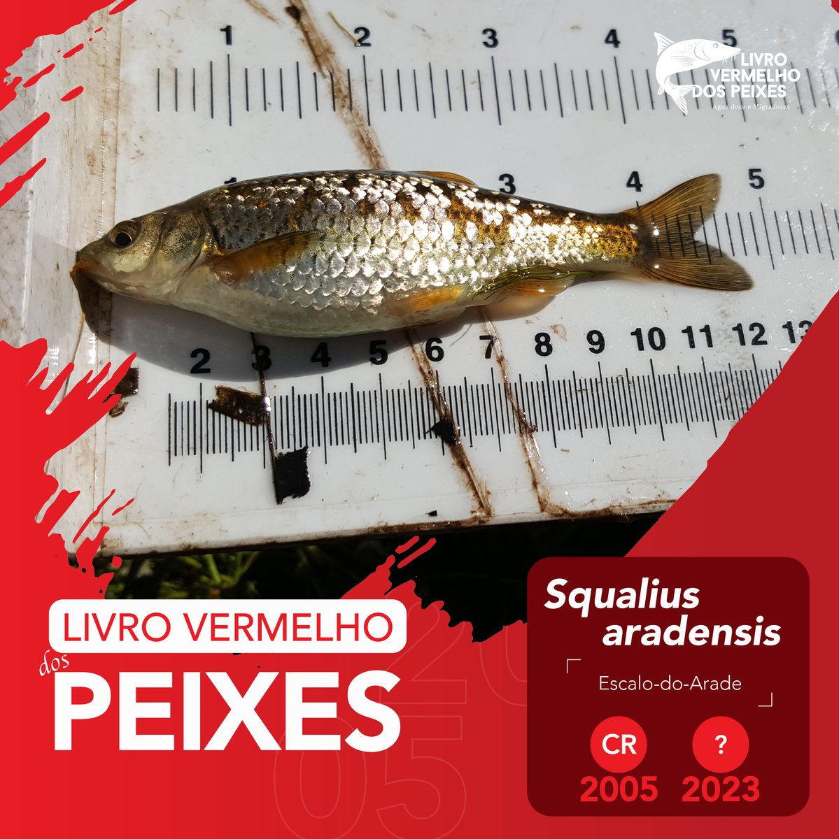 LvPeixes's tweet photo. O escalo-do-Arade, 𝘚𝘲𝘶𝘢𝘭𝘪𝘶𝘴 𝘢𝘳𝘢𝘥𝘦𝘯𝘴𝘪𝘴, foi classificado como 𝗖𝗿𝗶𝘁𝗶𝗰𝗮𝗺𝗲𝗻𝘁𝗲 𝗲𝗺 𝗣𝗲𝗿𝗶𝗴𝗼–𝗖𝗥 no Livro Vermelho dos Vertebrados de 2005
#lvpeixes #escalodoArade #livrovermelho #peixe #rio  #conservação #biodiversidade #natureza #nature #environment https://t.co/fFFLPETtzf