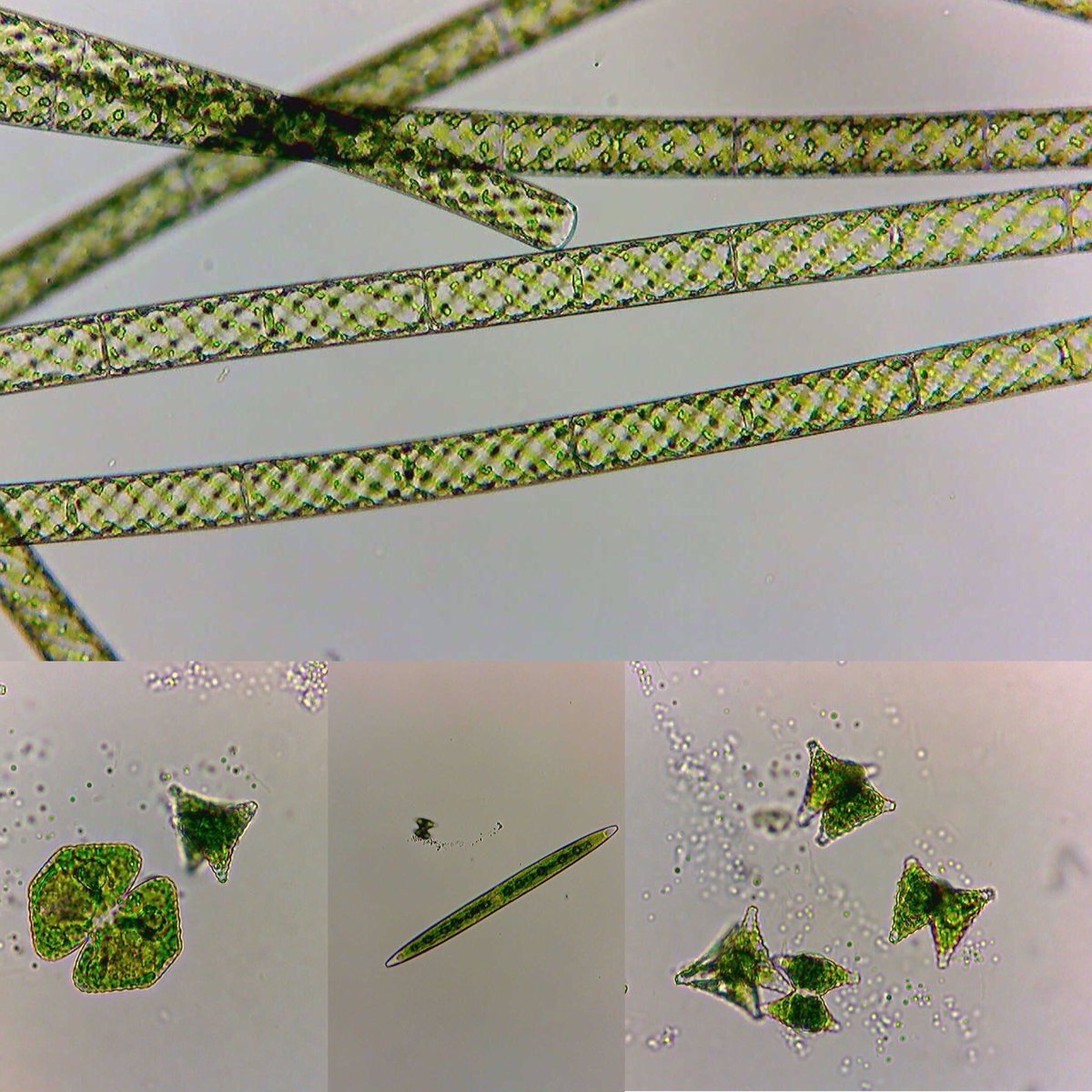 morgan_vis's tweet photo. Looks like a #chlorophyta themed #phycologyfriday. Have a great weekend all! https://t.co/JgoqwzyEBx
