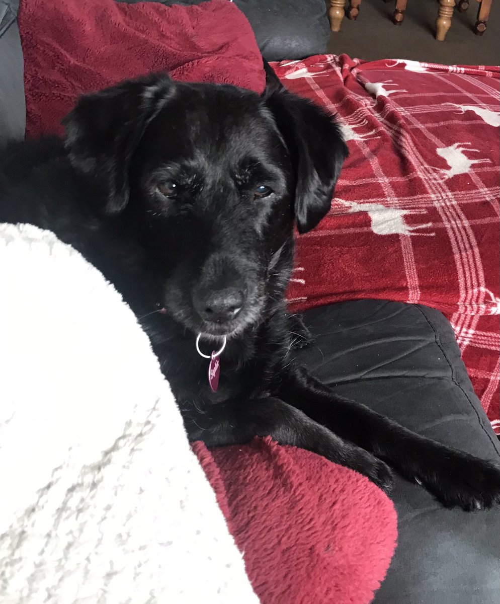 Sophie20623030's tweet photo. Happy Friday Peeps!

❤️❤️💜💜💚💚💙💙
#Labradoodles 
#dogsoftwitter 
#diabeticdogs https://t.co/SH2Y3Pnc0O
