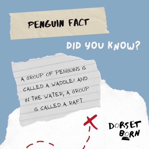 DorsetLibraries's tweet photo. Some fun family trivia about Antarctica from #Dorsetborn Theatre company ahead of their fantastic production for families of  'Georgia and the Iceberg'  which tours #Dorsetlibraries April 11th - 14th,
Find more information here
https://t.co/ZAhWB3a284 https://t.co/t9E7SeewYT