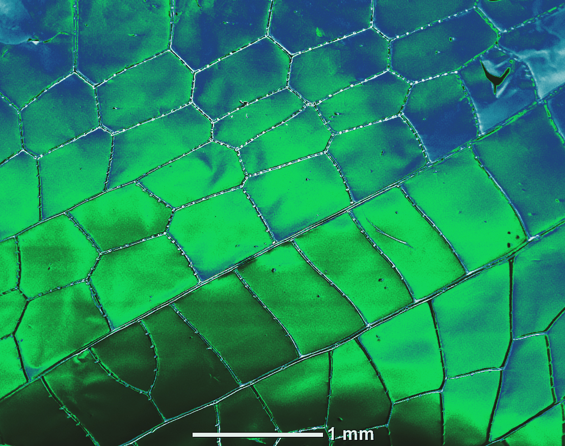 JEOLUSA's tweet photo. Color of the Day ~ Green! Benchtop Scanning Electron Microscope image of a Dragonfly Wing; CREDIT: Wyatt Smith, FAU High School Owls Imaging Lab; taken on a JEOL #Neoscope JCM6000 Plus. #Microscopy #dragonfly #green https://t.co/IjkL7TgPQG