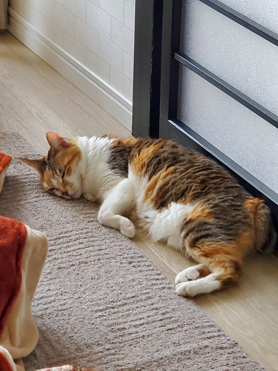 高校生ズと
うちの猫 