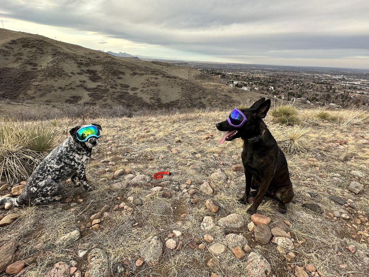 MandaPendleton's tweet photo. #greenmountain #foothills #CO #doggles @rexspecsk9 thanks dakota! i need some for my lil’ pup and her sensitive eyes! discount code? https://t.co/VJ6126UVb5