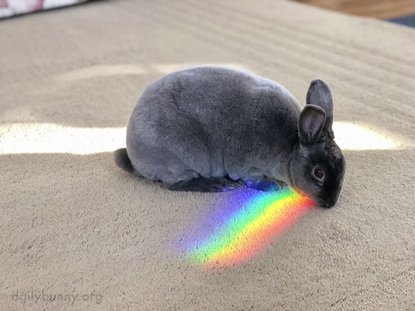 Daily Bunny tweet media