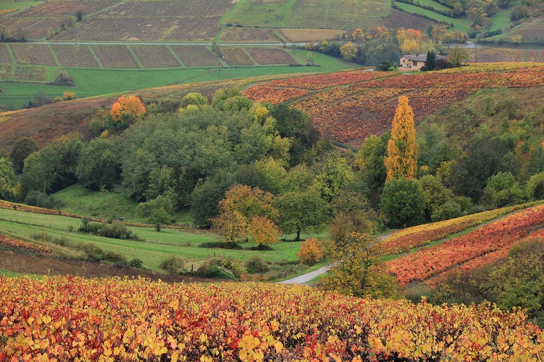 Beaujolais : les gamays gourmands de Georges Descombes dlvr.it/Sl2XDz