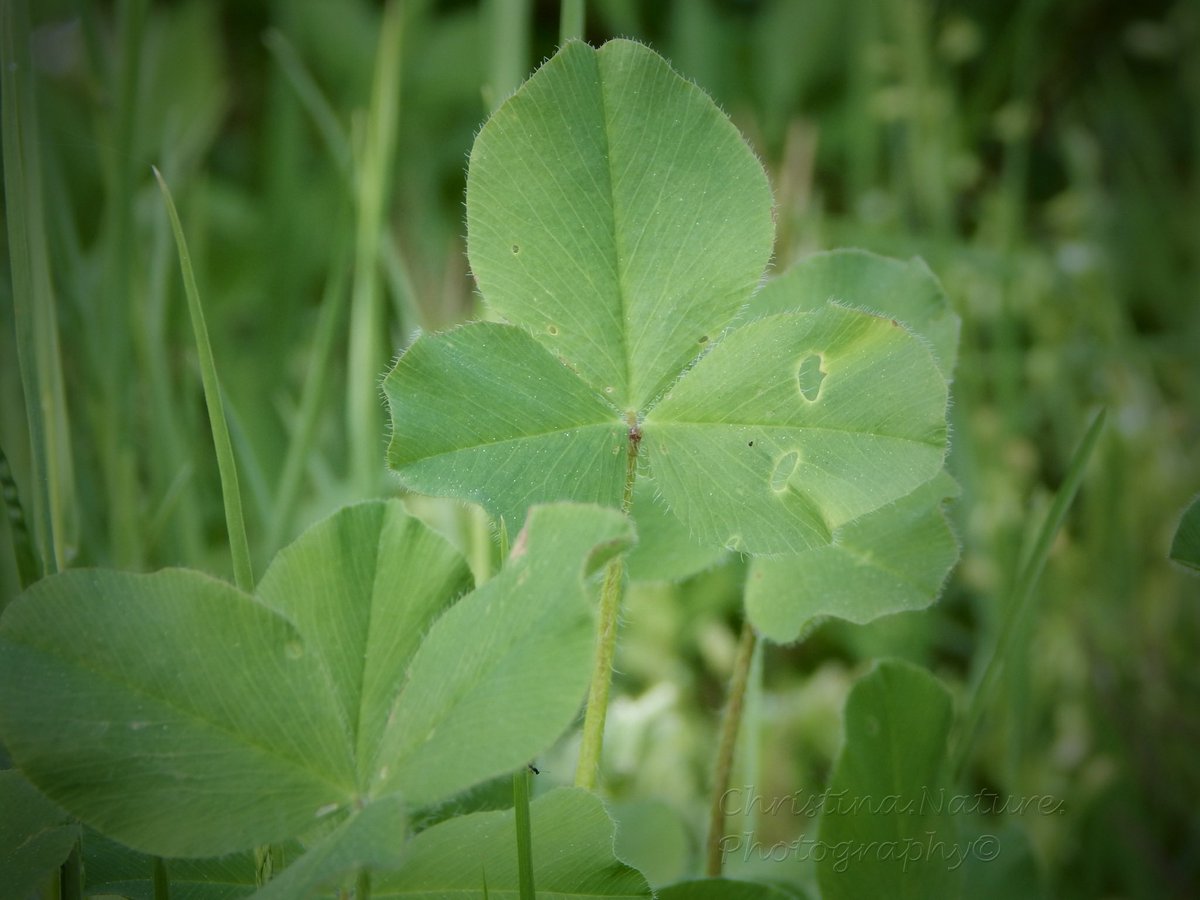 Happy St. Patrick’s Day. #clovers #photograghy #springiscoming #springcountdown 

3 days to go…