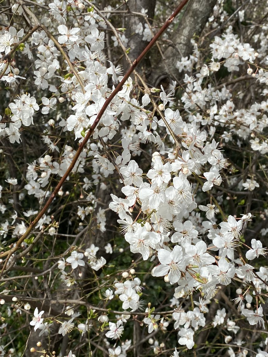 rsamii's tweet photo. Firstly #tgif. Secondly, a bit of alternative post and a challenge: as we approach #spring, how about posting 1 to 4 pictures of renewal and rebirth from today until Monday 20 March which marks spring equinox using #welcomingspring #welcomingrenewal #welcomingbeauty https://t.co/uLfMP24u2X