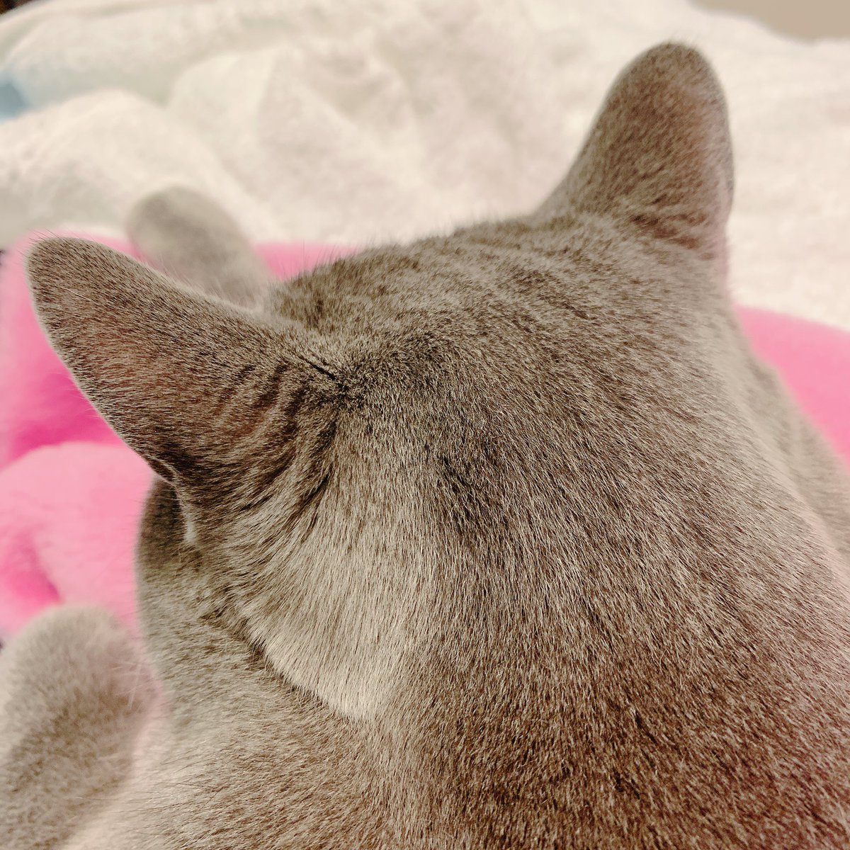 耳の付け根の後ろの毛が、めちゃくちゃフワフワで最高の触り心地です💭
#猫のいる幸せ 
#ブリティッシュショートヘア 
#猫がいる生活 #猫好きさんと繫がりたい #猫がいる暮らし #猫 #cat #ねこ