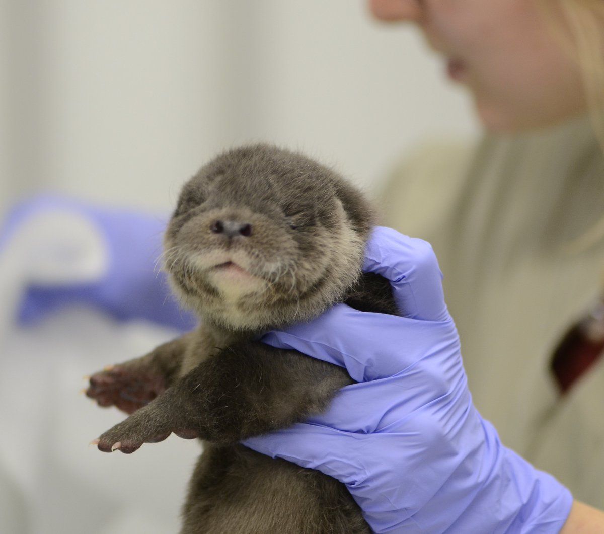 #Anniversaire
Demain, le Centre de soins <a href="/LPOAk/">LPO Aquitaine</a>, membre du Réseau, fête ses 20 ans 🥳
Né à la suite de la catastrophe du Prestige, ce centre de soins situé sur le Bassin d'Arcachon prend en charge chaque année plus de 5 000 animaux sauvages en détresse.
👇