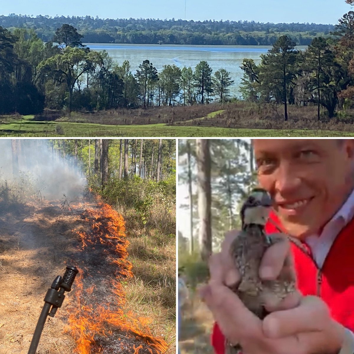 I had a great day out with @flcounties at @talltimbers1958 learning about their massive land conservation program. Also had a unique chance to work a prescribed burn and release a very feisty quail banded for research & tracking. A lot of great information and takeaways. 🌳🔥🐧