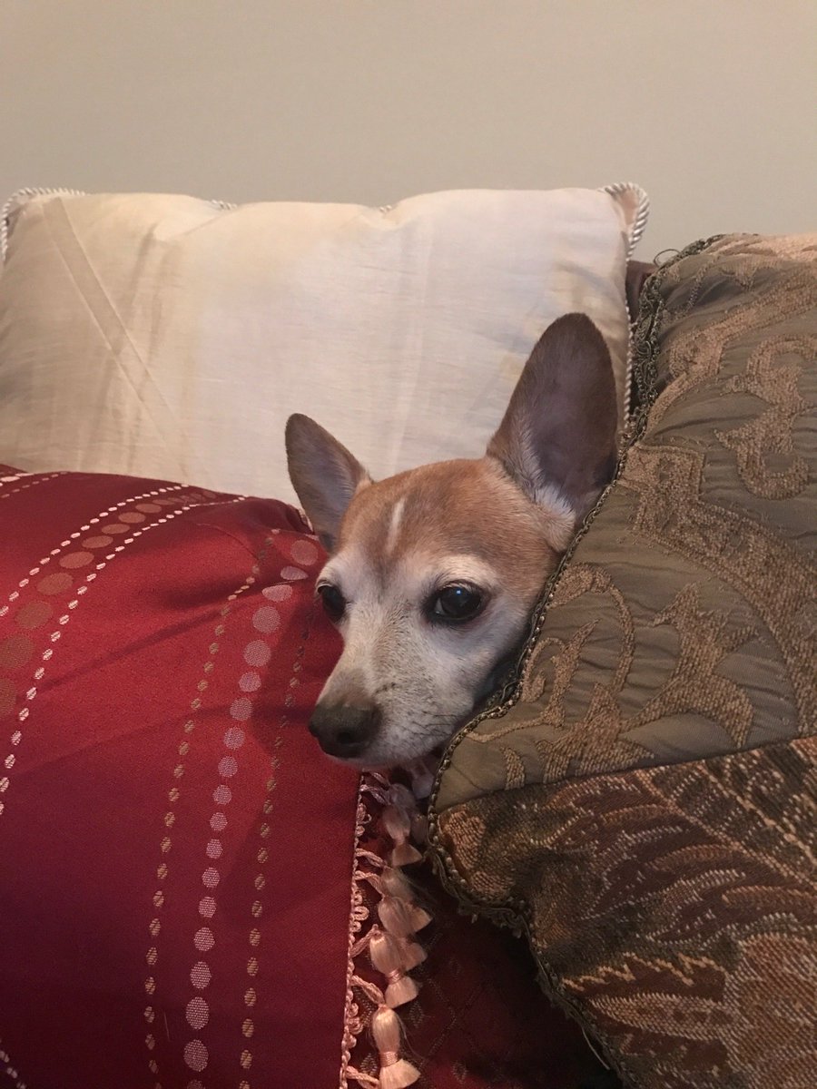 Bruiser31824417's tweet photo. Bruiser got himself jammed into the pillows 😂😂

Miss that little boy every day 😚🥲

#FlashbackFriday
#missthatboy
#seniorpupsarebest https://t.co/iYJwxCNdti