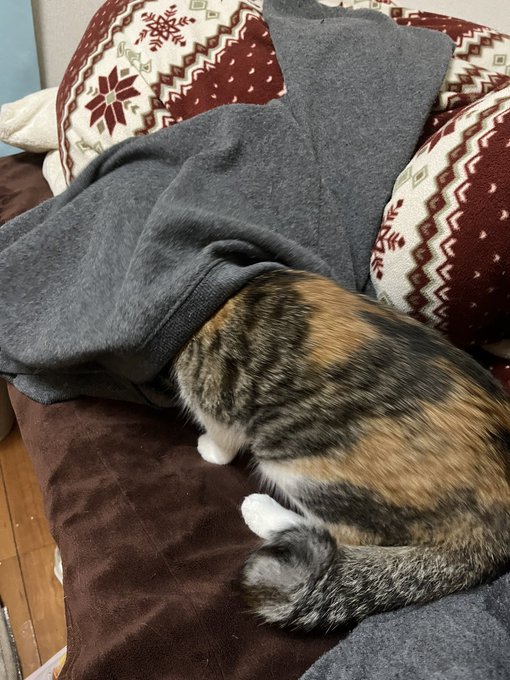 スウェットを着る猫 