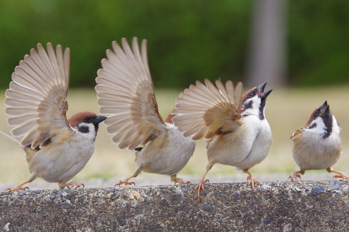 この問題できる人？

はーい
はーい
はーい

#雀 #スズメ #すずめ #sparrow #鳥 #小鳥 #野鳥 #スズメギャラリー #スズメ写真集 #bird https://t.co/zB2fM5nOhp