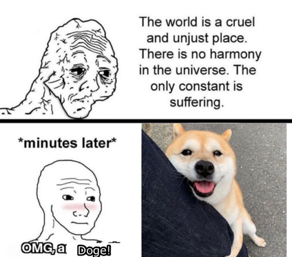 Sir Doge of the Coin ⚔️ tweet media