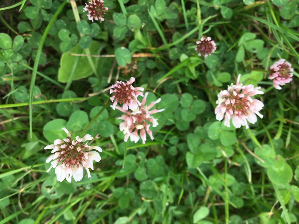 Brown Envelope Seeds tweet media