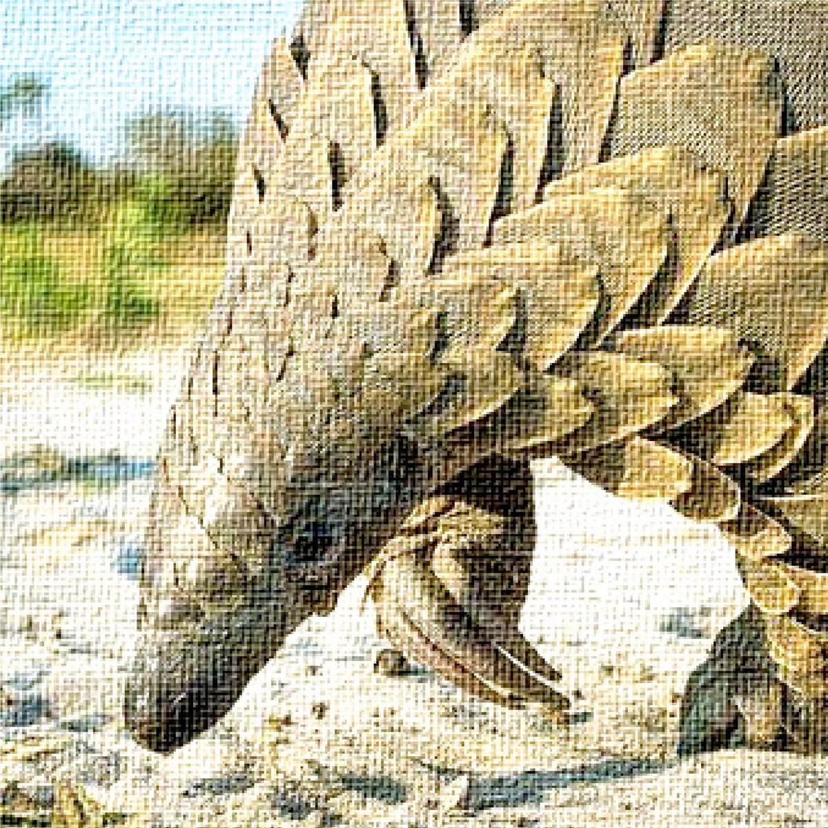 TomorrowMyth's tweet photo. [ Why the Tree Pangolin dropping in population? ]
People are clearing rainforest areas. Pangolins are in high demand in countries like China and Vietnam. Their meat is considered a delicacy and pangolin scales are used in traditional medicine and folk remedies

#endangeredanimals https://t.co/Rok6cVisPW