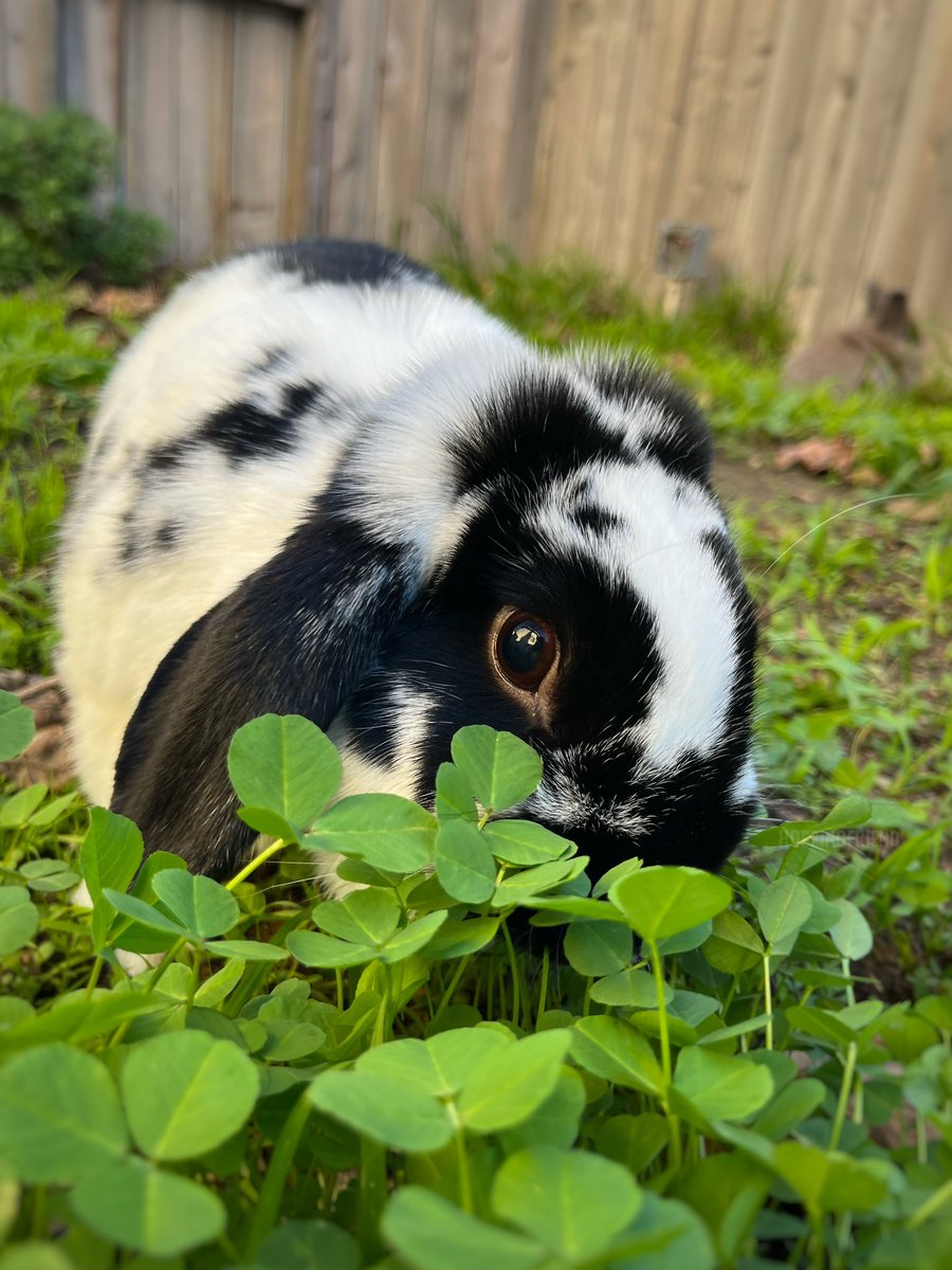 Hoppingfriend's tweet photo. Happy St. Patrick’s day ☘️ 
#bunny #stpaddysday https://t.co/zWdPPocRwd