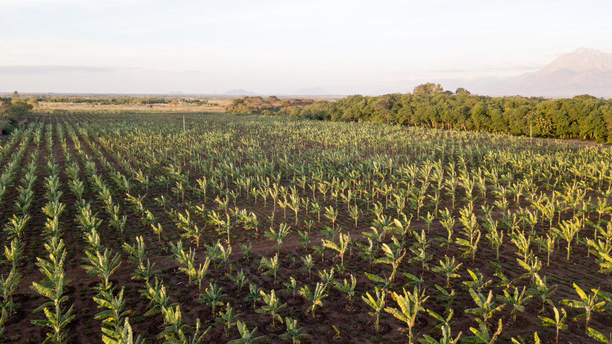 📢Read about the new #OneCountryOnePriorityProduct project aimed at promoting the sustainable development of banana as a Special Agricultural Product in Malawi.

For improved food security, nutrition and livelihoods, at scale.

More here 👉👉bit.ly/3lpxdZt