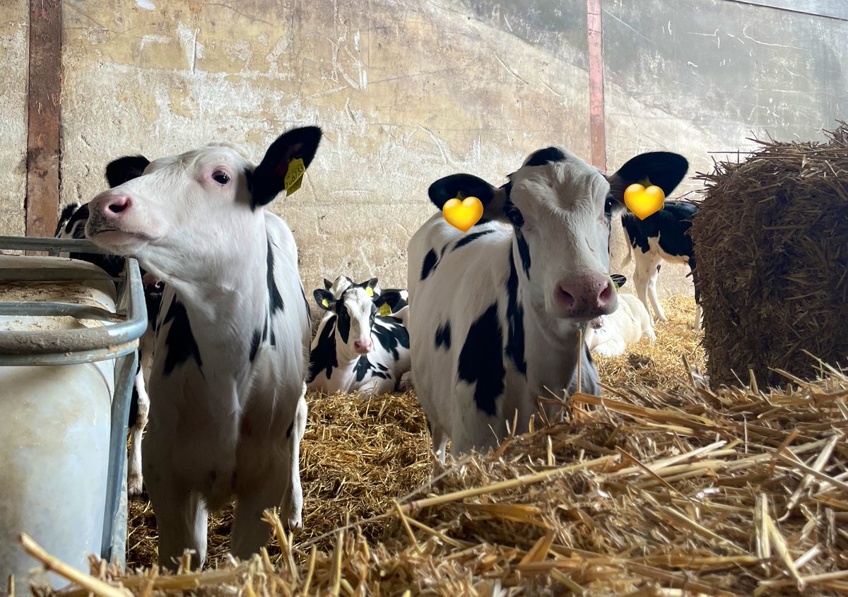 Colostrum - 4L in 1st feed followed by another 2L within 12 hours.

Milk - high fat, 100% dairy protein fed at 8L/d with a 3 week wean to encourage starter intake.

Straw, water and quality starter feed provided from day 1. 

Healthy, happy, well-developed heifers 🐄🐄
 #teamcalf
