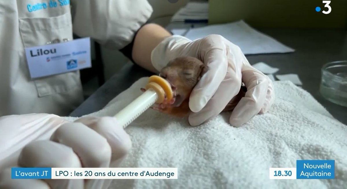 ReseauFaune's tweet photo. 🎥 Et pour en savoir plus sur le centre de soins, son histoire et ses actualités, retrouvez le reportage que France 3 Nouvelle-Aquitaine lui a consacré ici 👉 https://t.co/6CKXsM7dLt https://t.co/9g2XI1QXxu