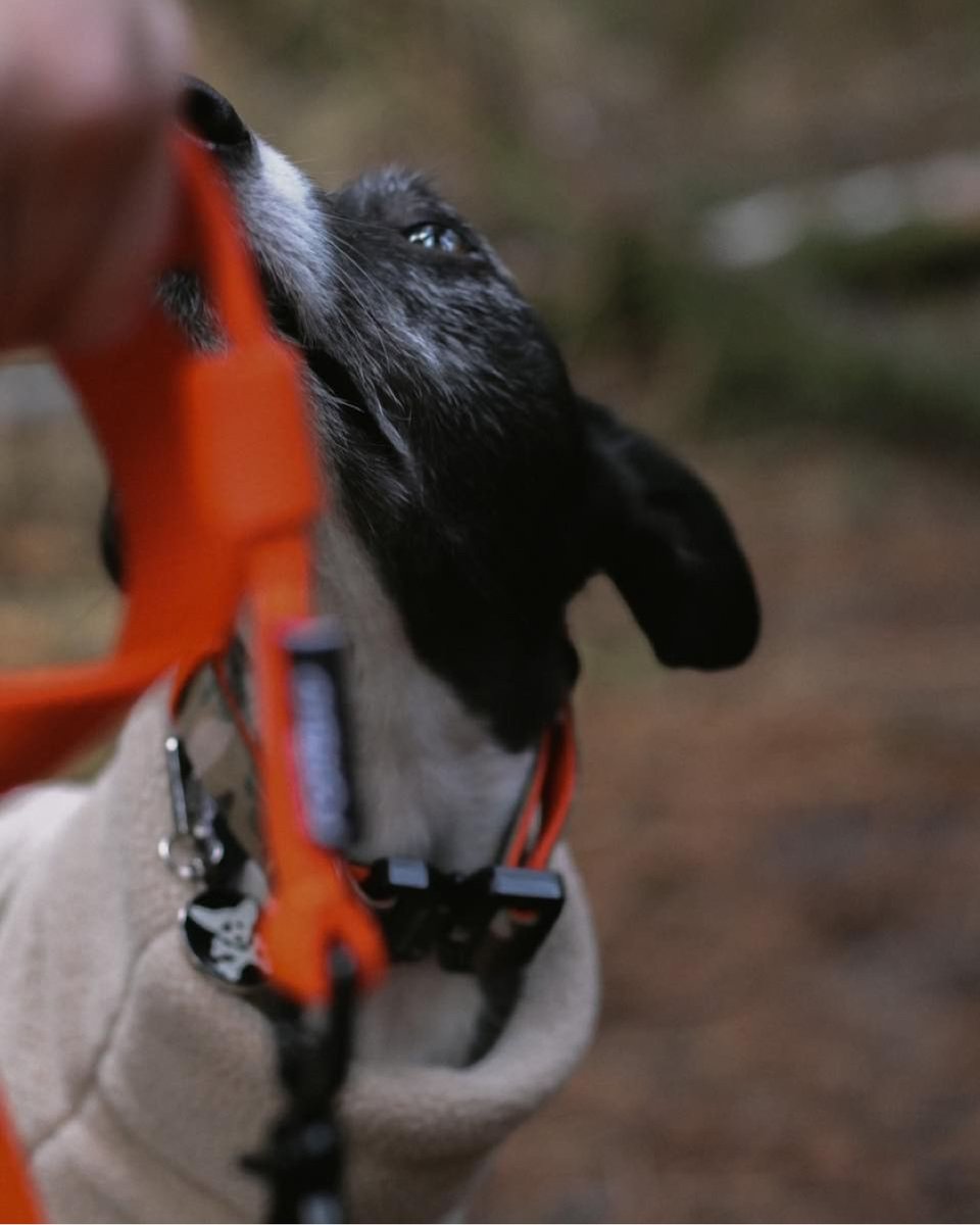 pollard_yard's tweet photo. New to the yard are Dog Forbid, a dog-wear and accessories company who make beautiful collars, leads and outfits for pups. Head over to their website for a look around: https://t.co/Z9SovAYjUP
#dogforbid #dogcollars #dogleads #dogclothing #pollardyard #ancoats #manchester https://t.co/TTl94pQVgC