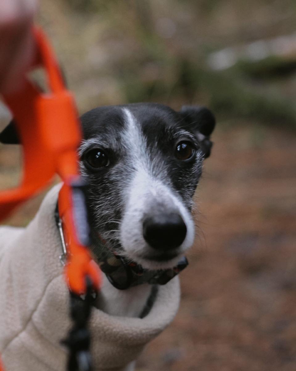 pollard_yard's tweet photo. New to the yard are Dog Forbid, a dog-wear and accessories company who make beautiful collars, leads and outfits for pups. Head over to their website for a look around: https://t.co/Z9SovAYjUP
#dogforbid #dogcollars #dogleads #dogclothing #pollardyard #ancoats #manchester https://t.co/TTl94pQVgC