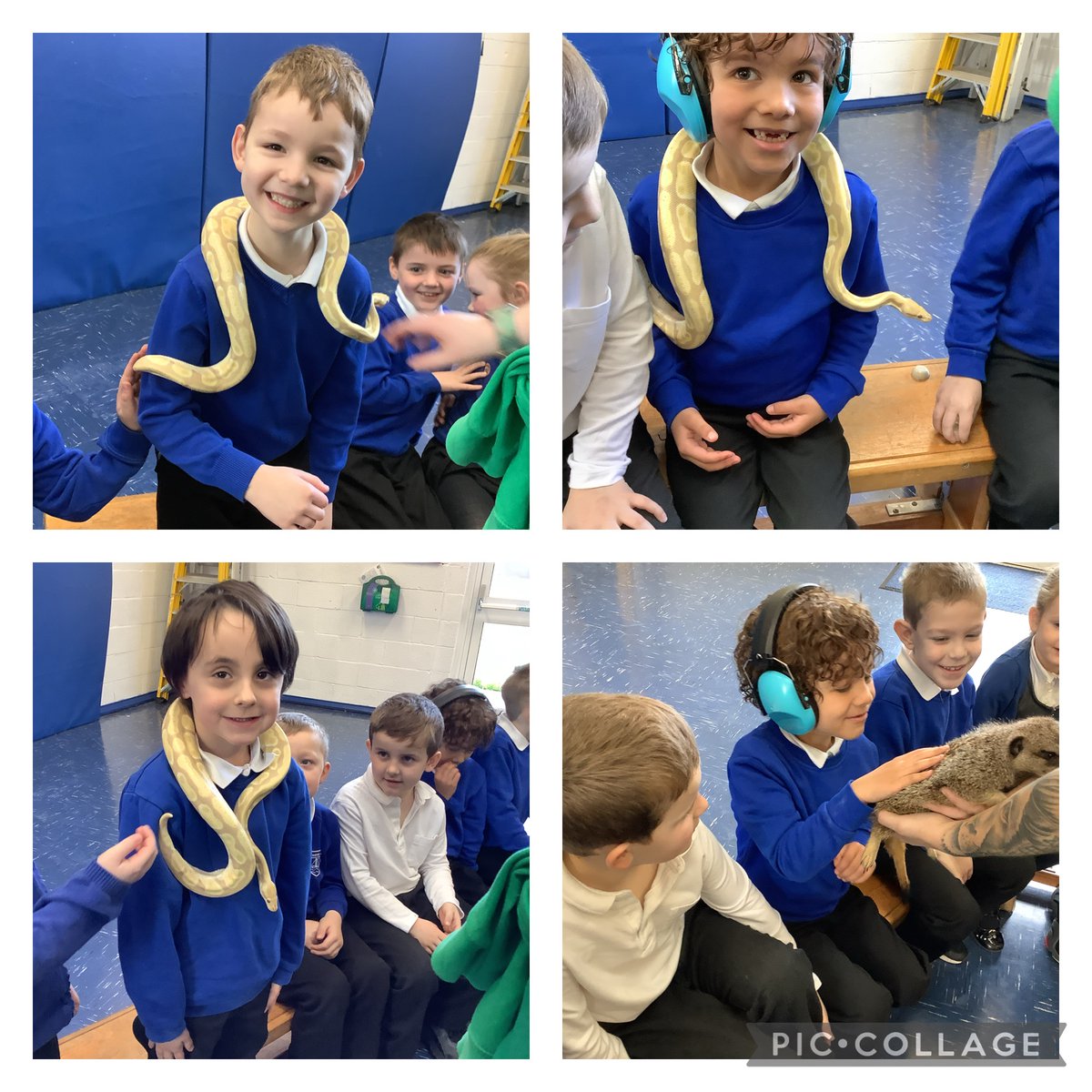 We are so lucky to have a visit from A-Zsafari parties. We got to consolidate our learning from science and figure out what classification of animal each was and what food it ate.